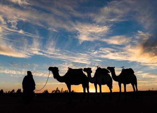 Camel ride